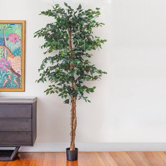 7ft. Potted Ficus Tree